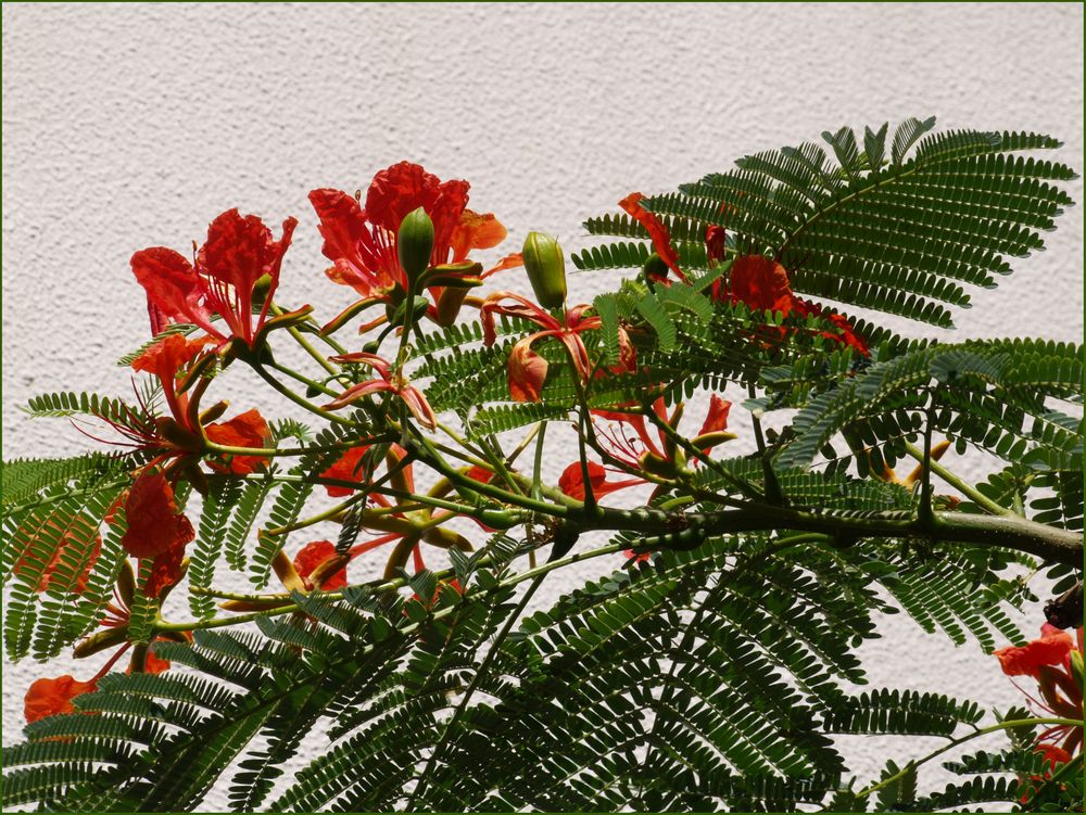 Fleurs et feuilles de flamboyant