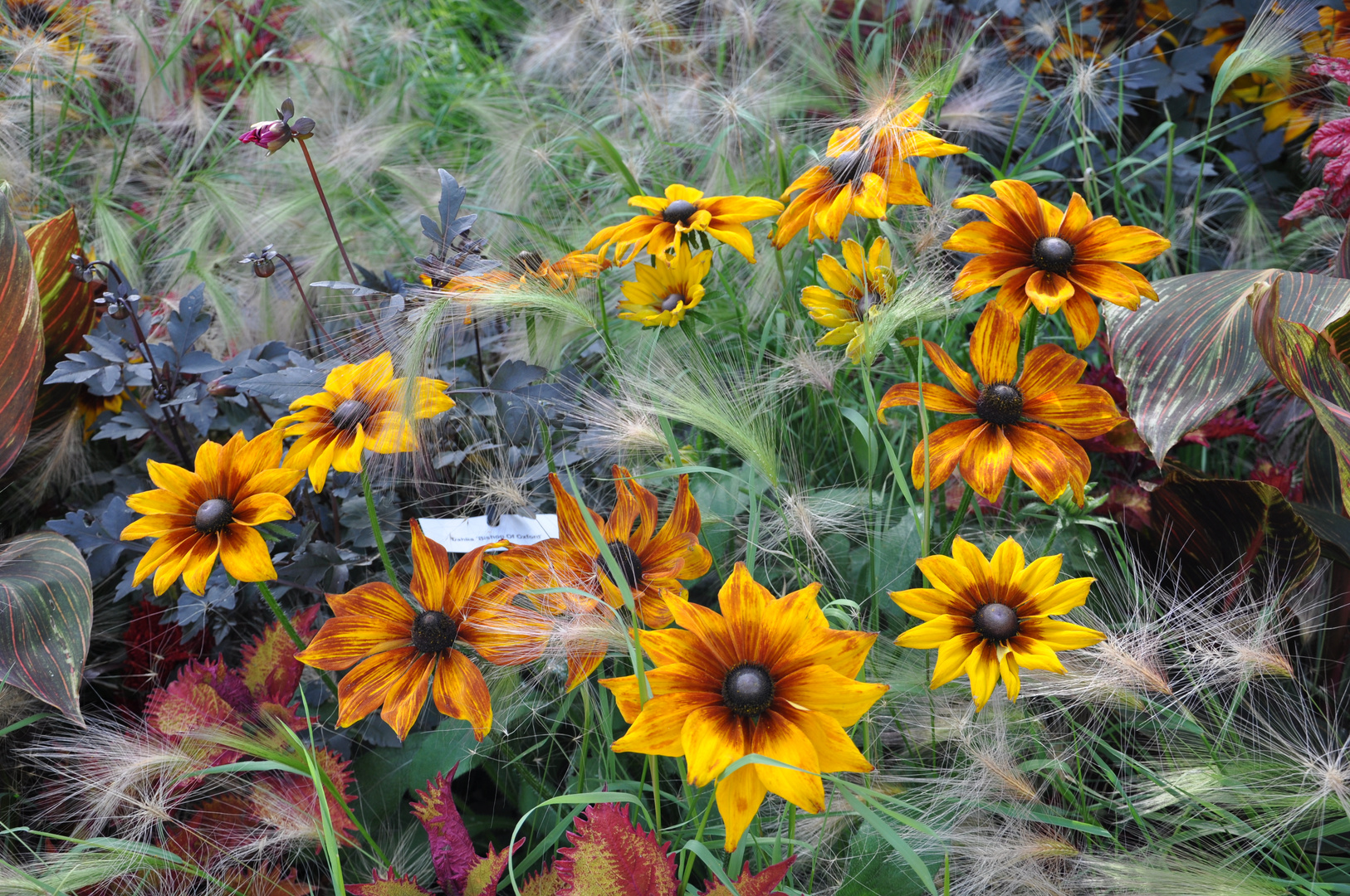 Fleurs et graminées et soleil .....!