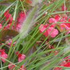 Fleurs et herbes