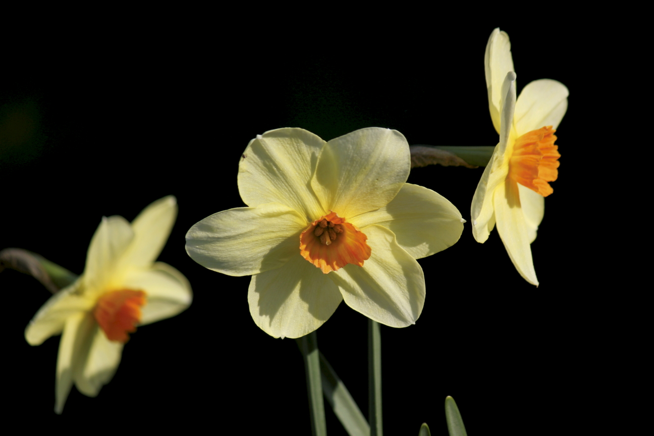 fleurs et lumiére naturelle