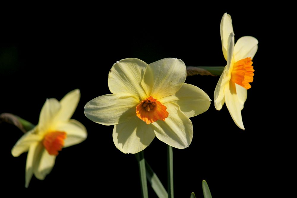 fleurs et lumiére naturelle de colniegian 