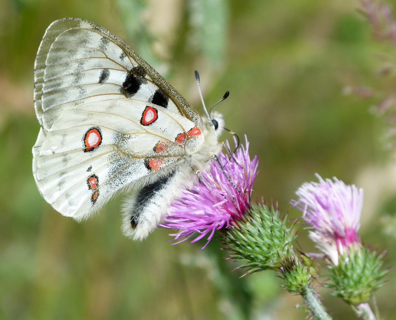 * fleurs et papillon *