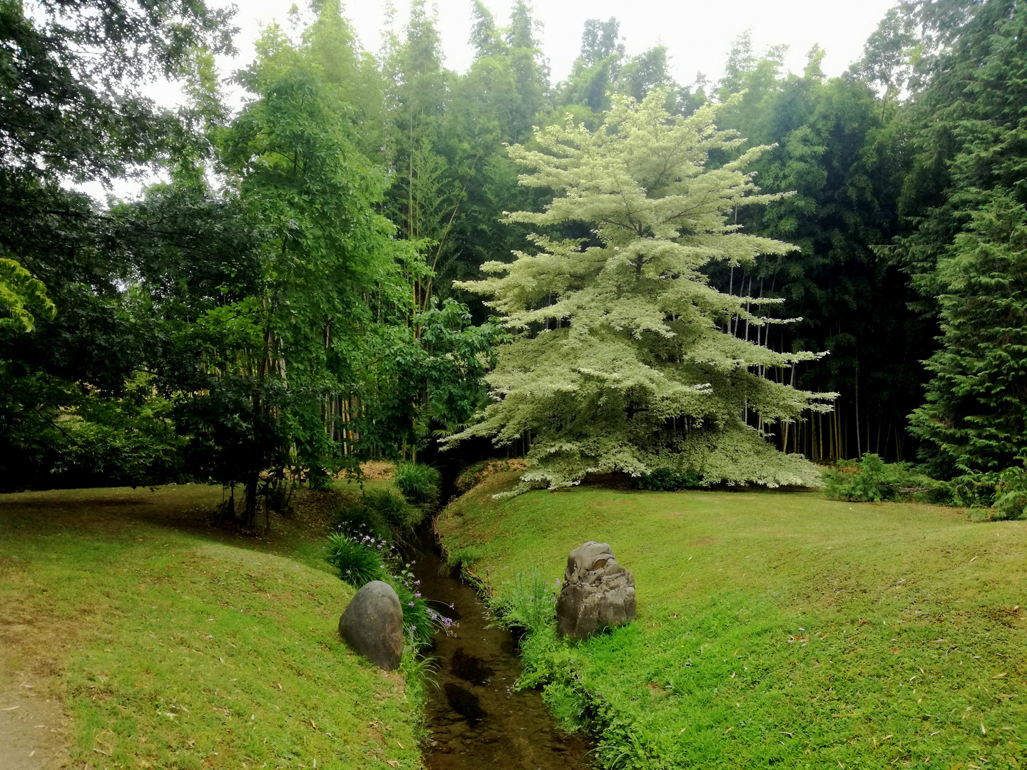 Fleurs et plantes exotiques