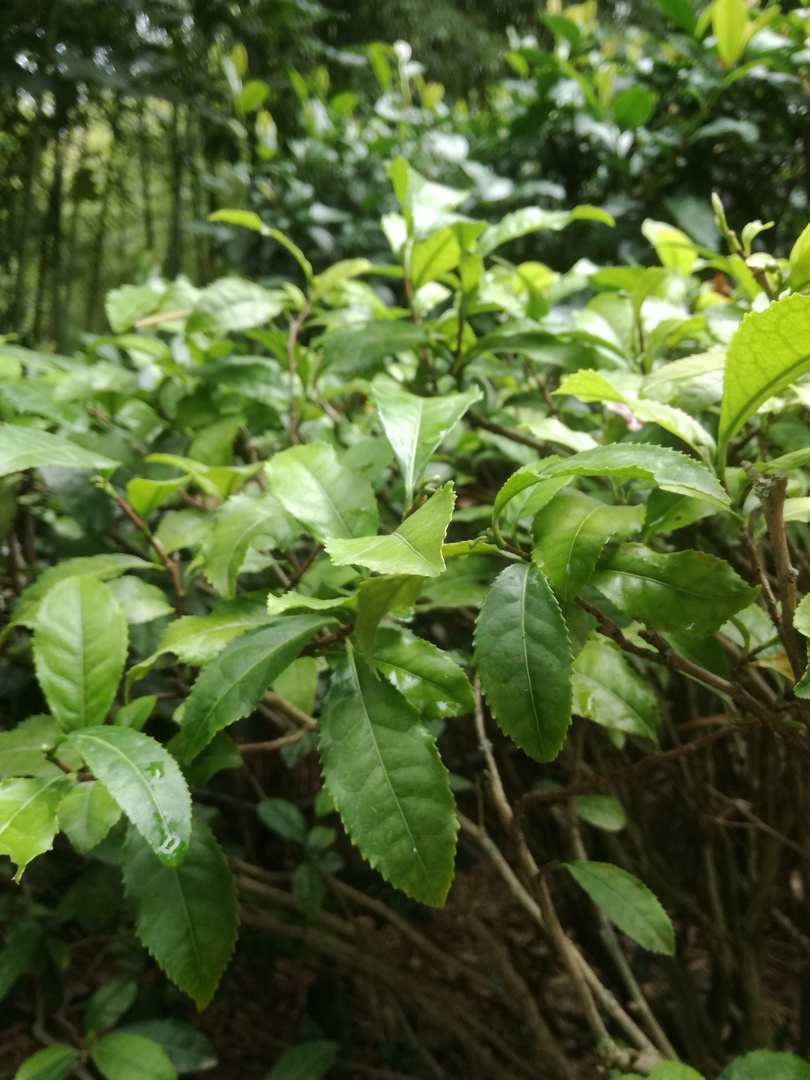 Fleurs et plantes exotiques