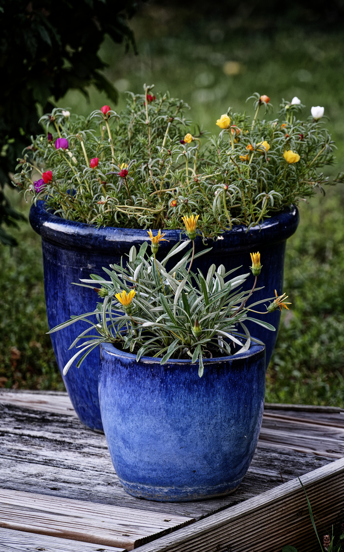 Fleurs et pots