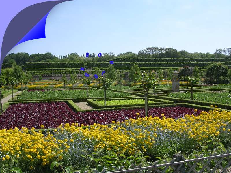 Fleurs et salades dans les jardins du château de Villandry