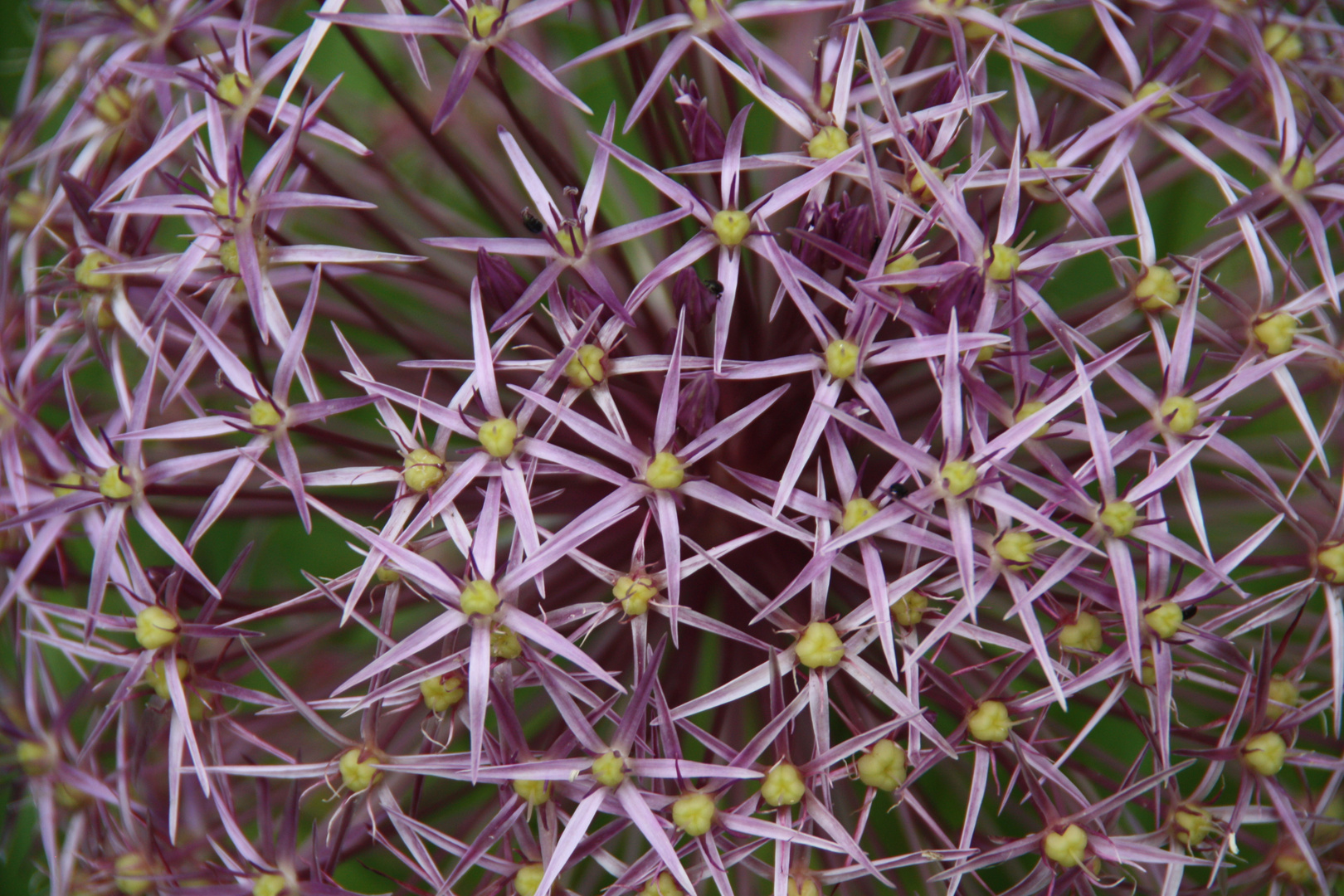 Fleurs étoiles