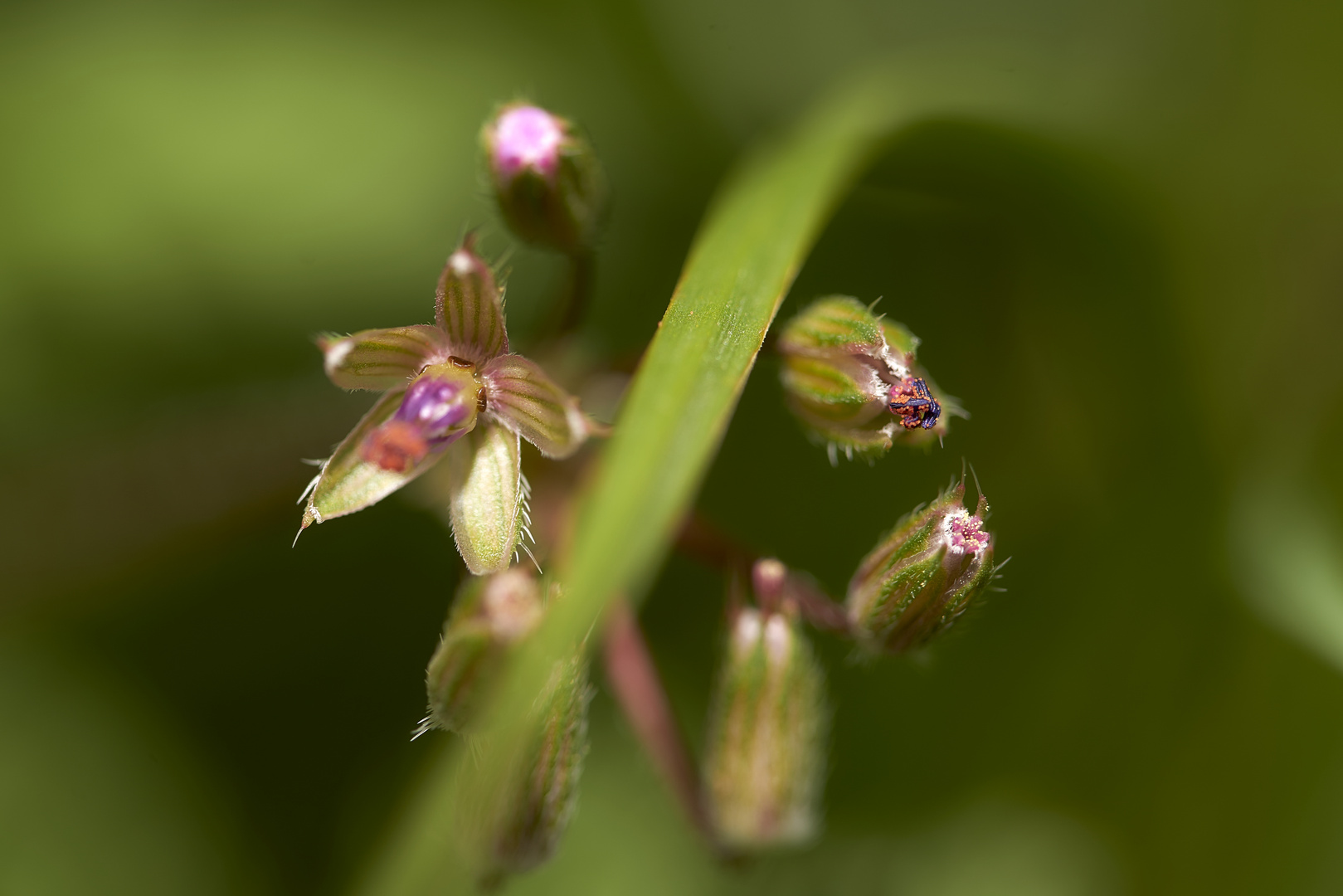 Fleurs 