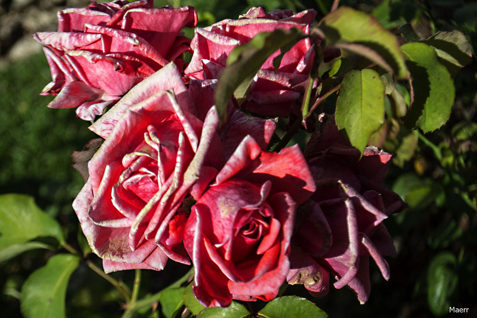 Fleurs fanées