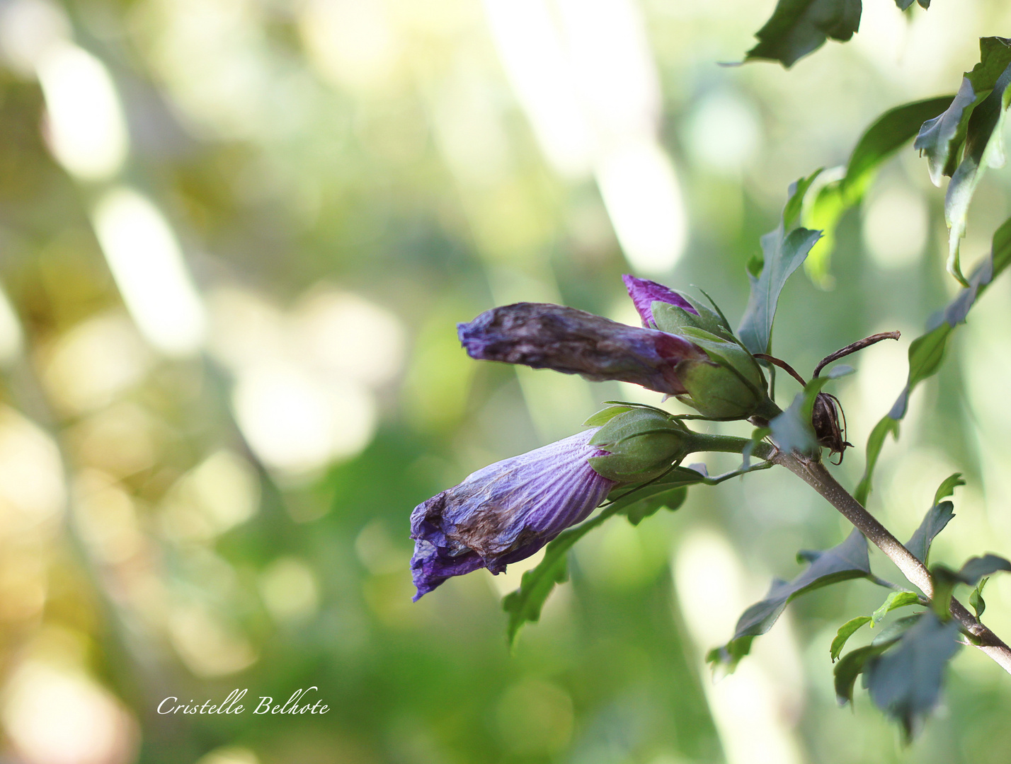 Fleurs fanées