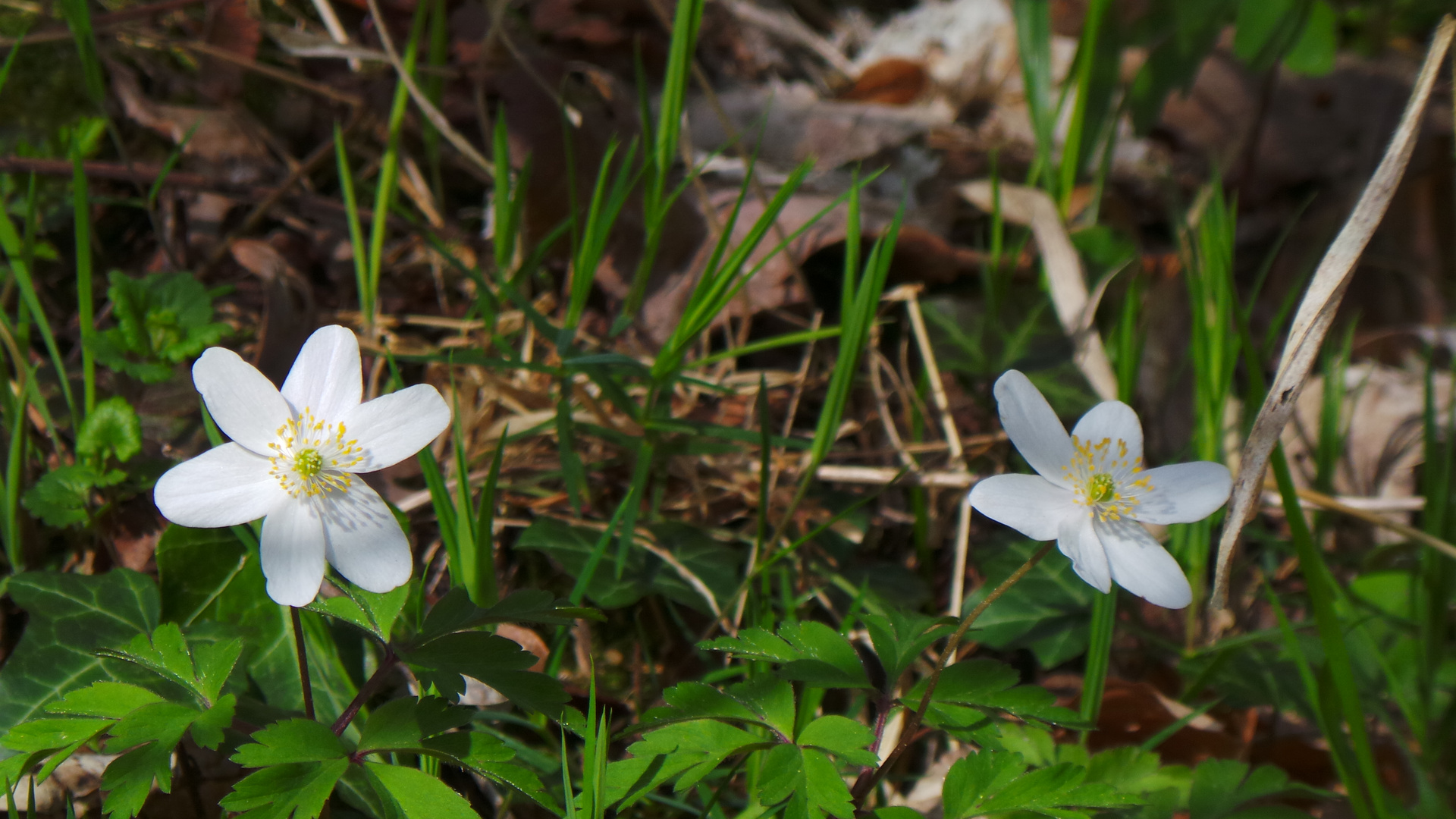 fleurs