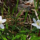 fleurs