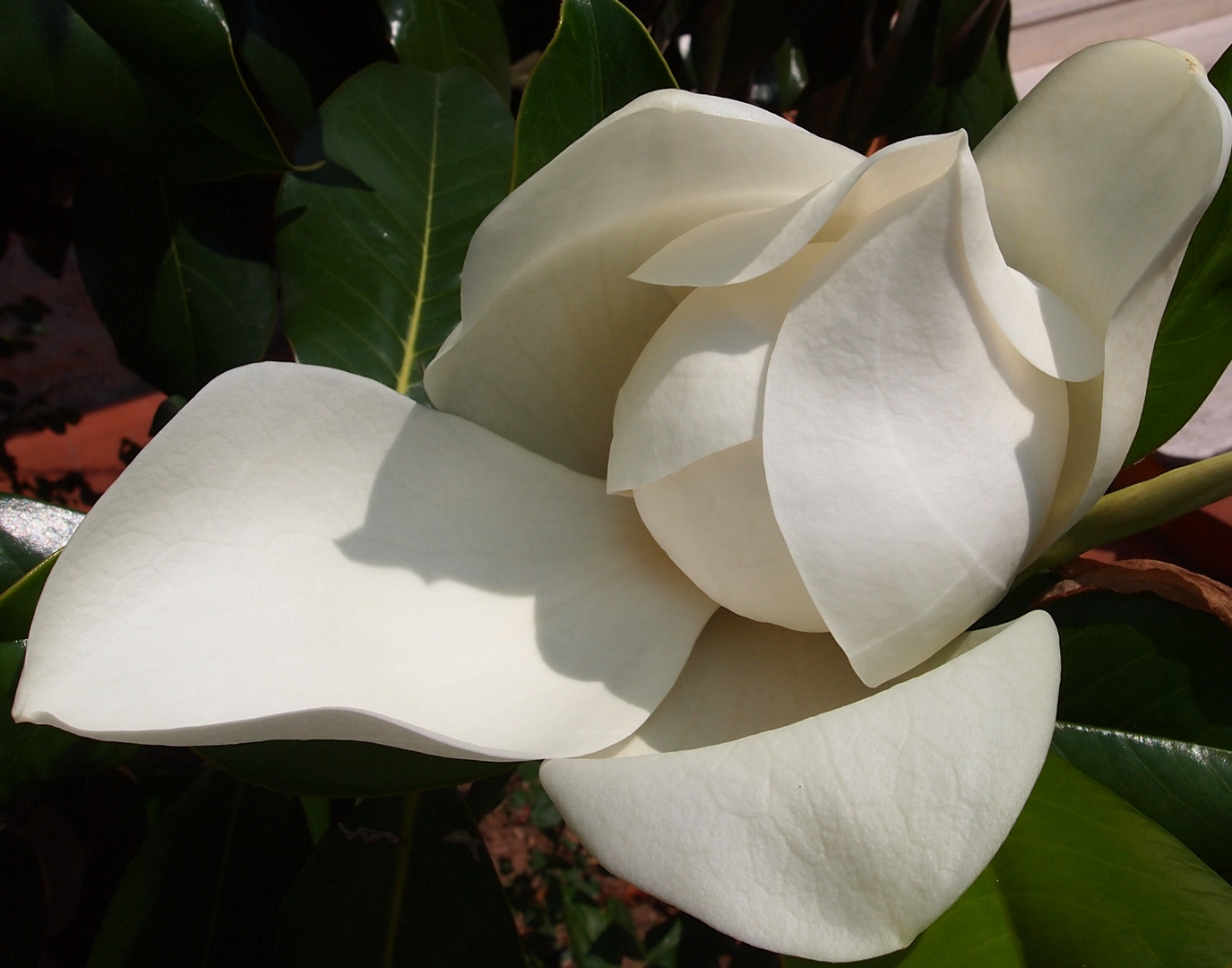 fleurs gèantes de magnolia
