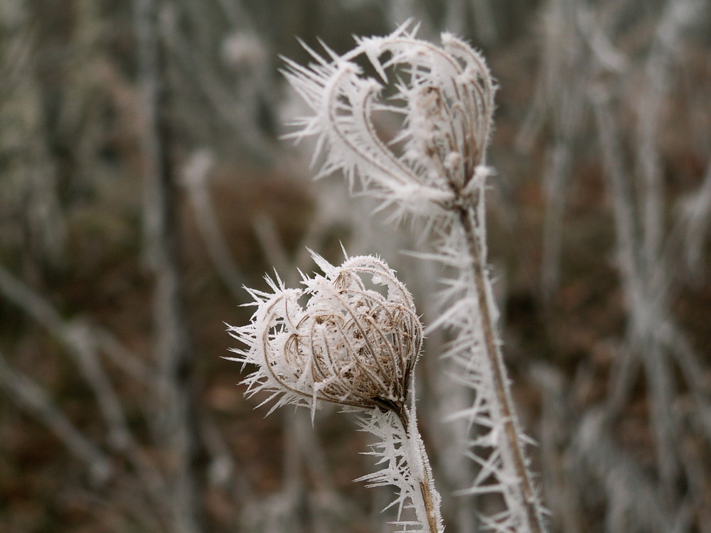 fleurs gelées