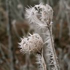 fleurs gelées