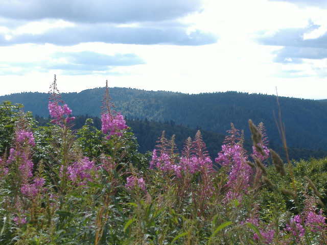 Fleurs grimpant au ciel