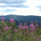 Fleurs grimpant au ciel