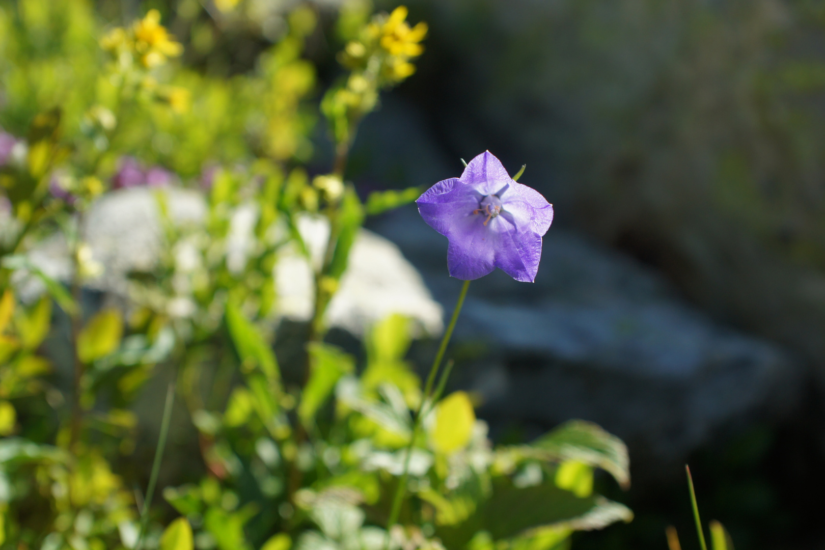 Fleurs Isola 2000