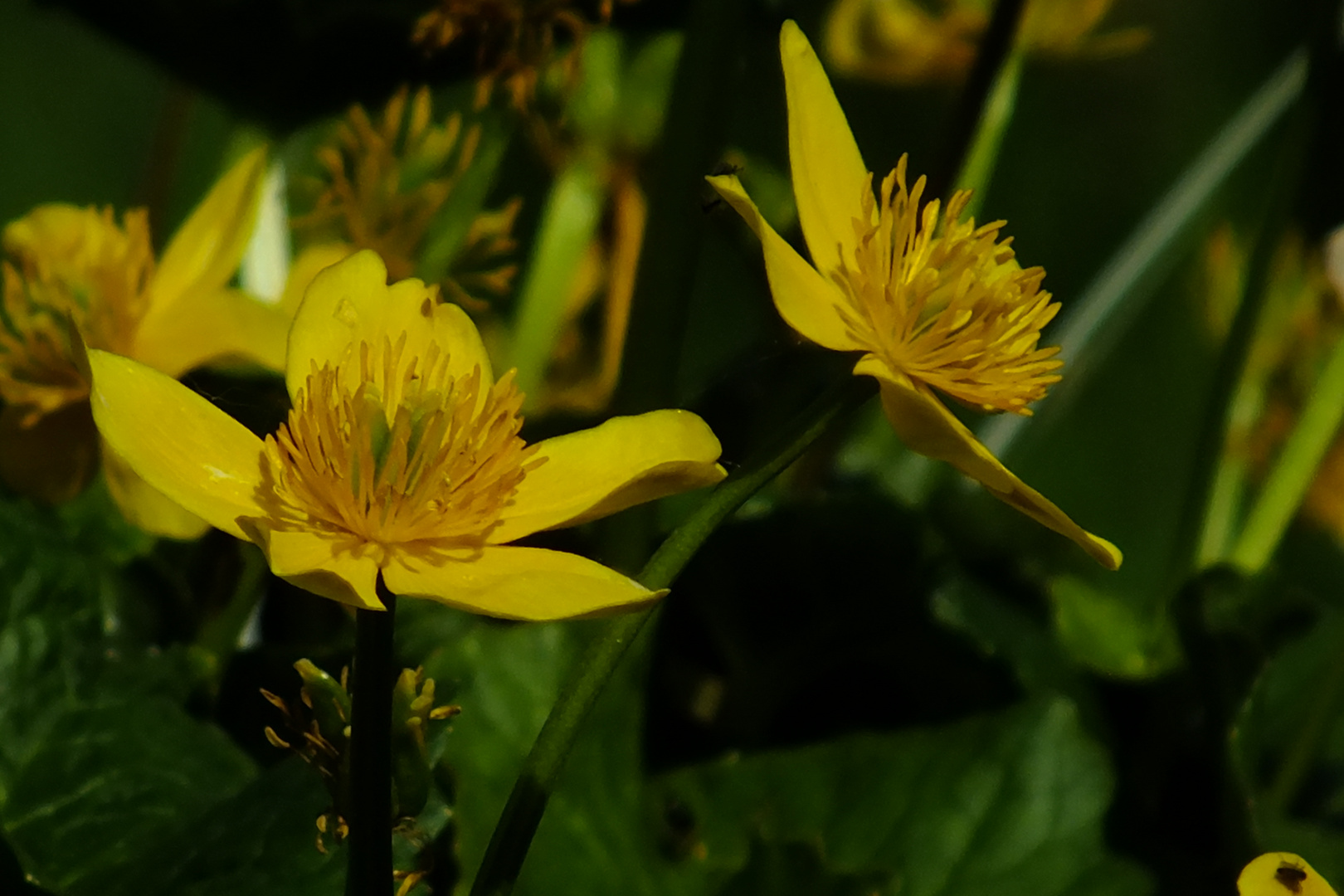 Fleurs jardin