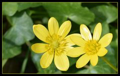 fleurs jaune