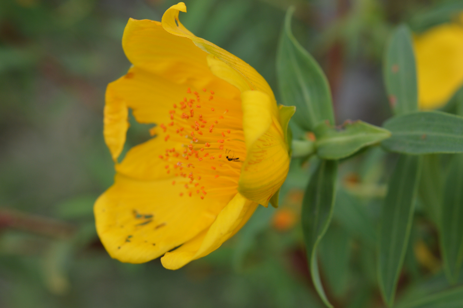 fleurs jaune