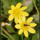 fleurs jaune