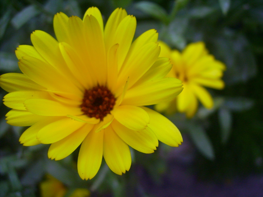 fleurs jaunes