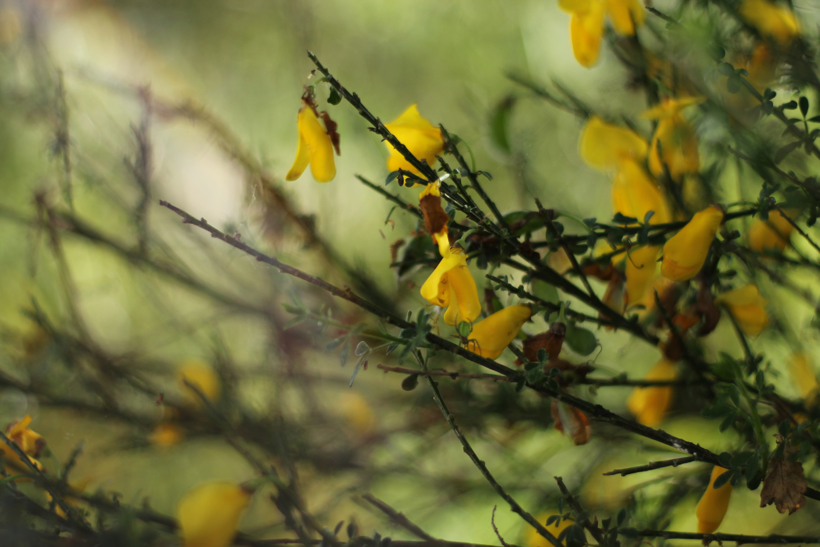 Fleurs jaunes.