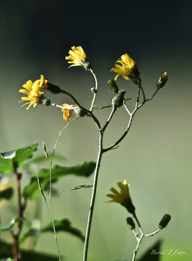 Fleurs jaunes