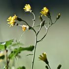 Fleurs jaunes