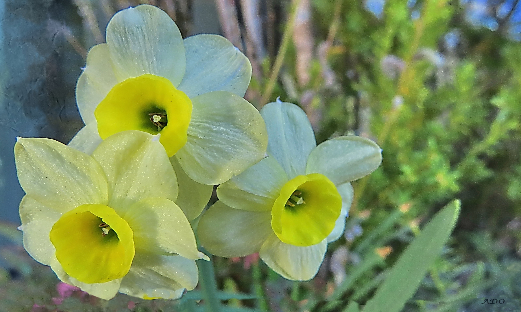 fleurs jaunes pour mercredi