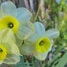 fleurs jaunes pour mercredi