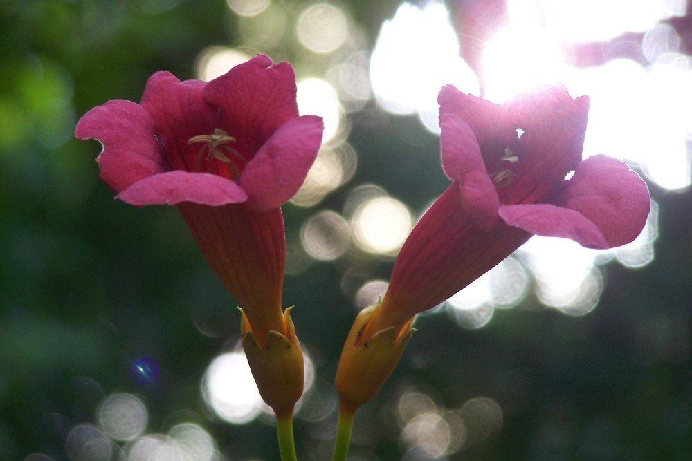 Fleurs Jumelles