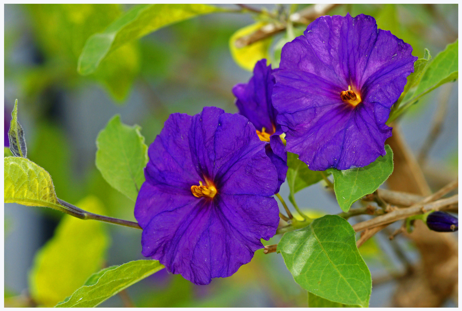 Fleurs jumelles