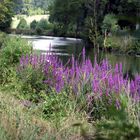 fleurs le long de la somme (riviere !)