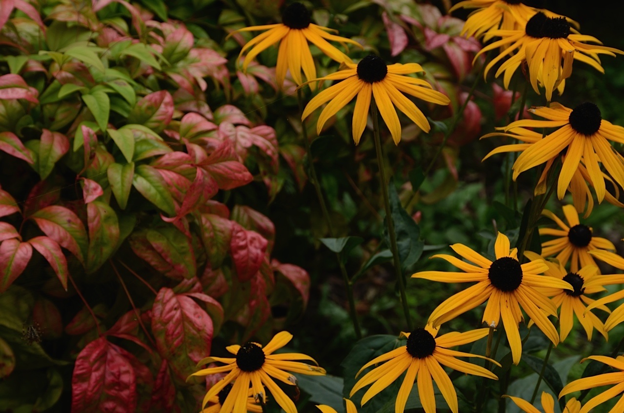 Fleurs l'été