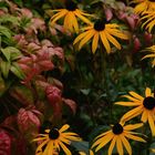 Fleurs l'été