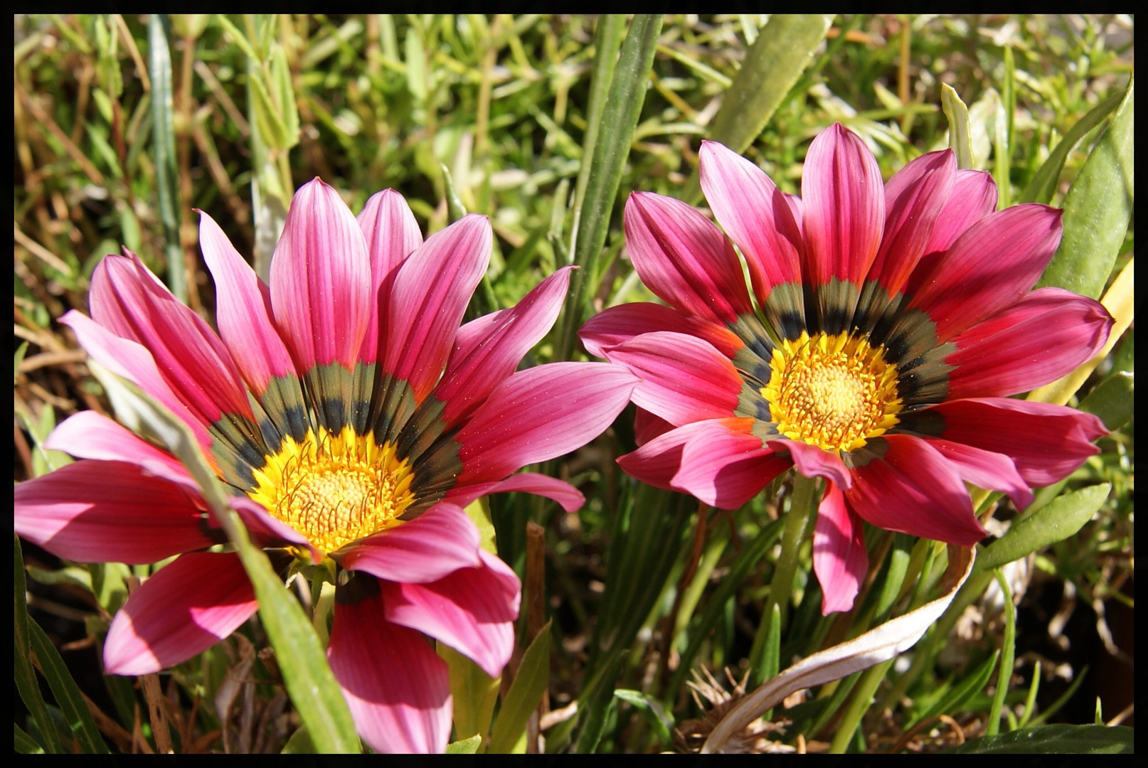 fleurs lumière