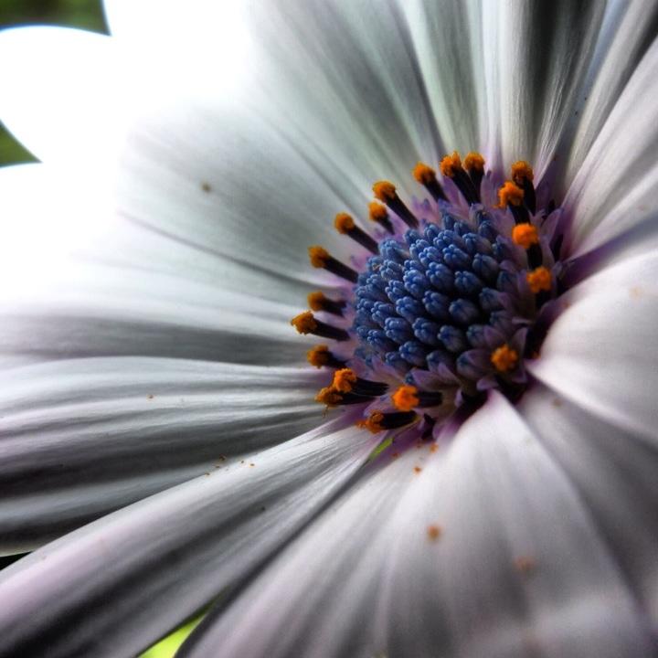 fleurs macro