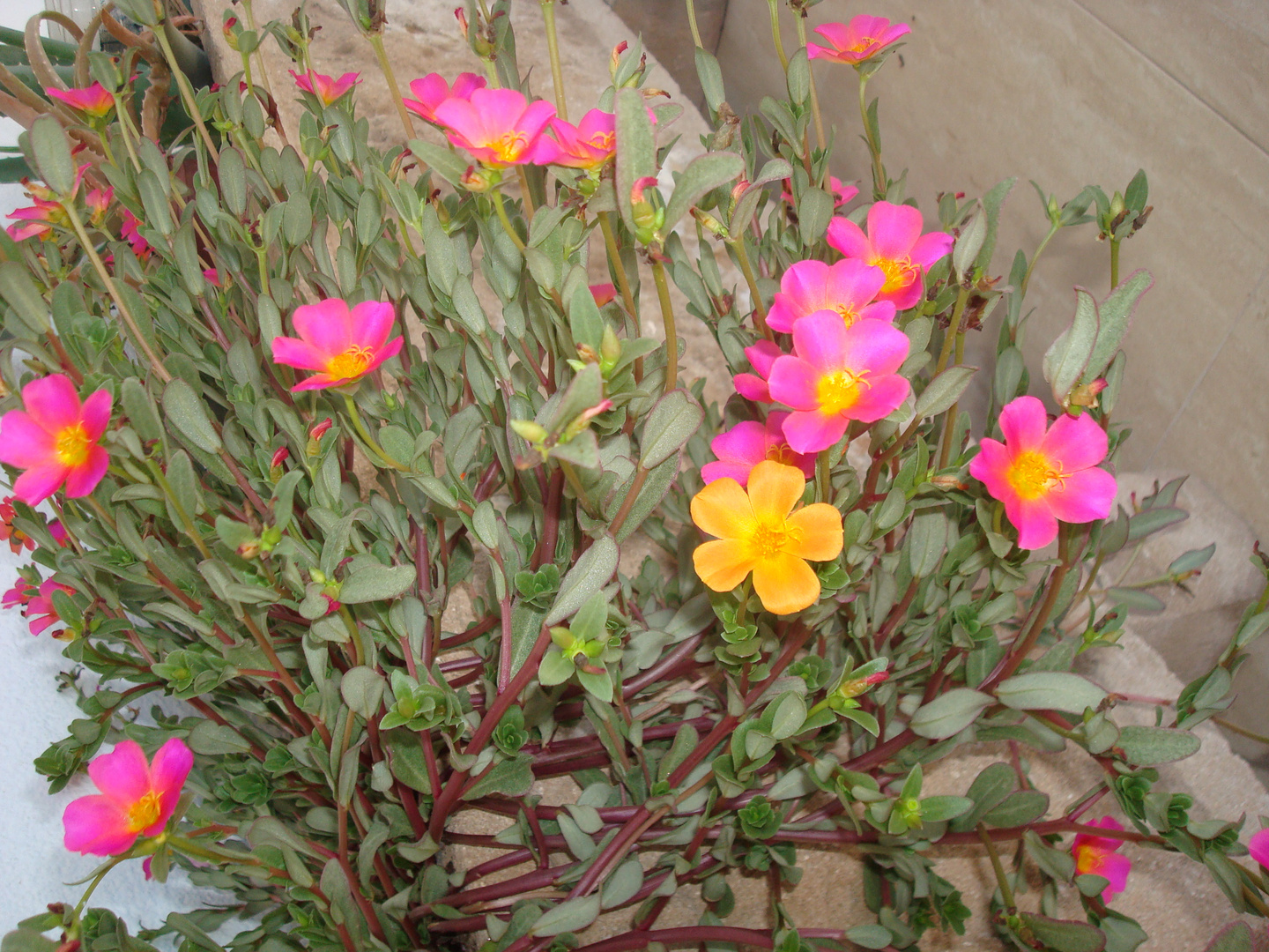 Fleurs mediterranéennes