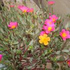 Fleurs mediterranéennes