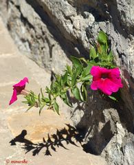 Fleurs murales