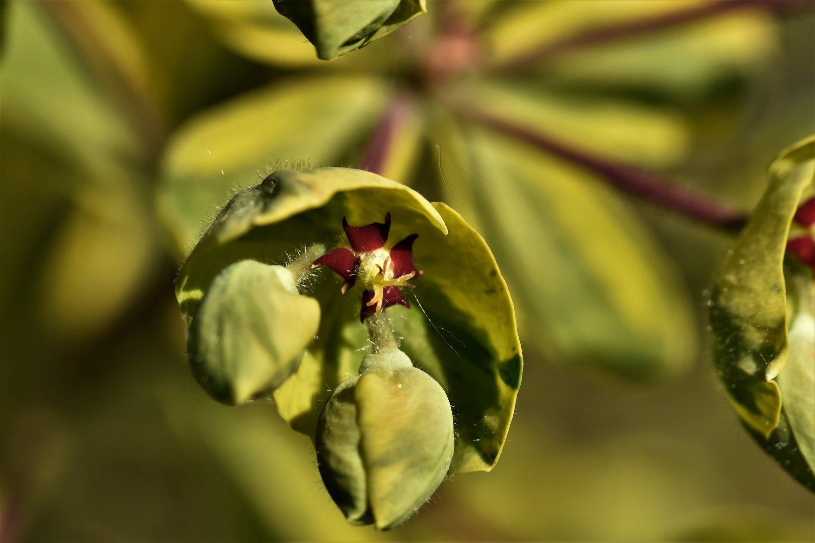 Fleurs naissantes