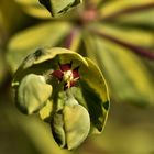 Fleurs naissantes