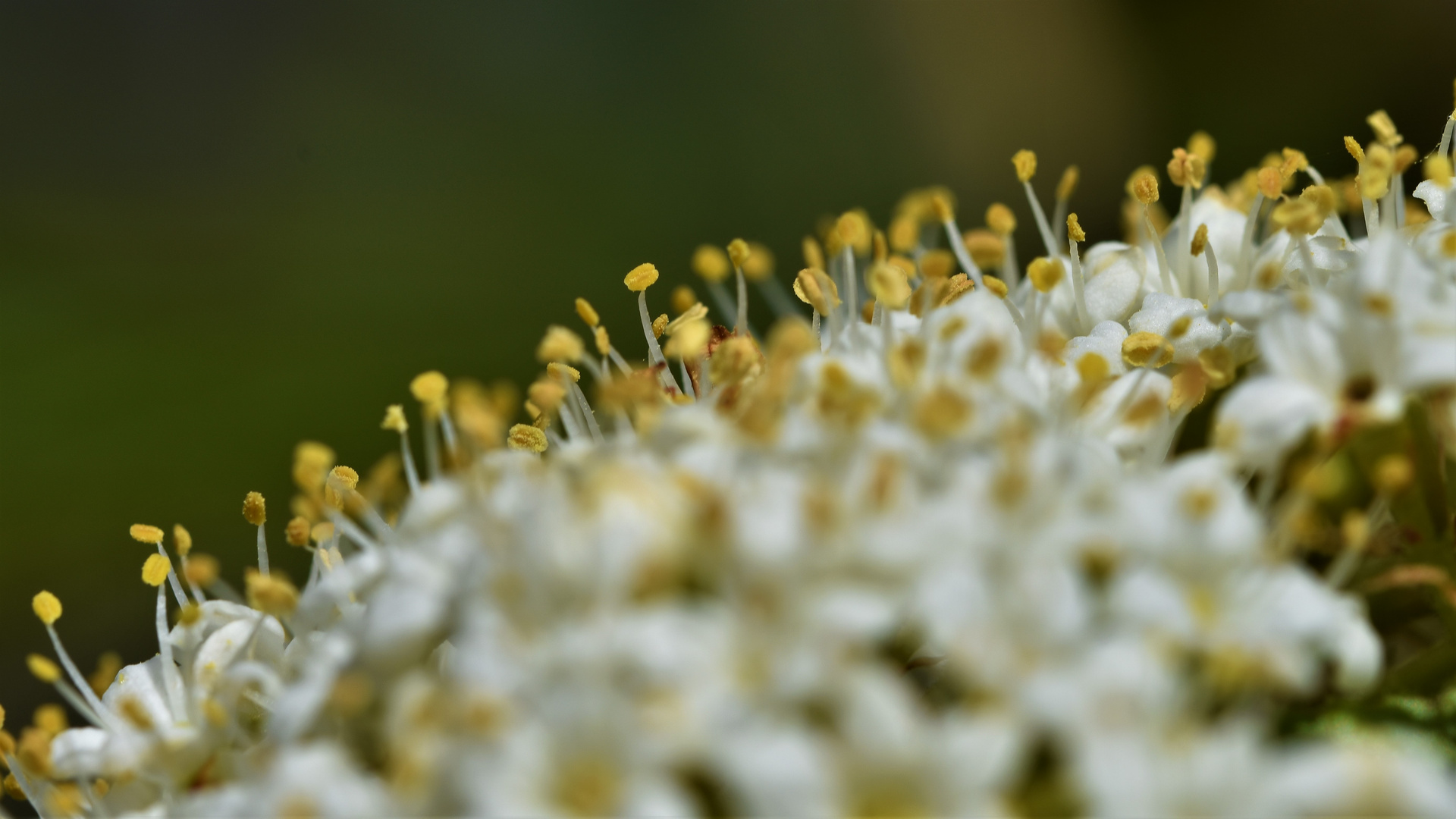 Fleurs naissantes