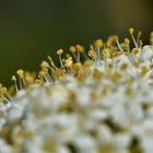 Fleurs naissantes