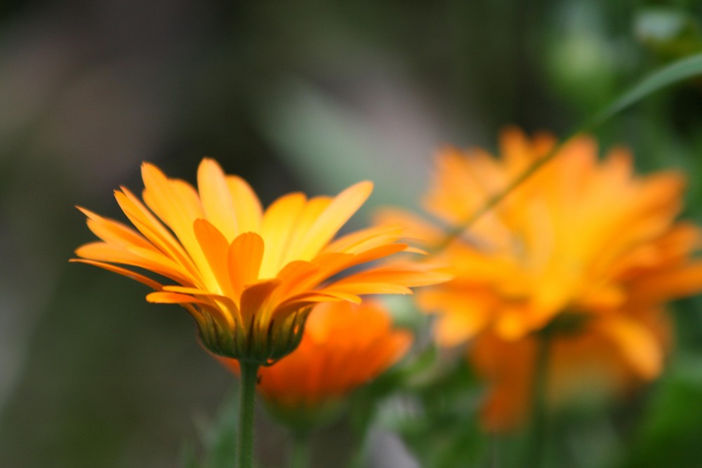 Fleurs oranges