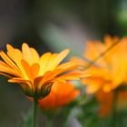 Fleurs oranges