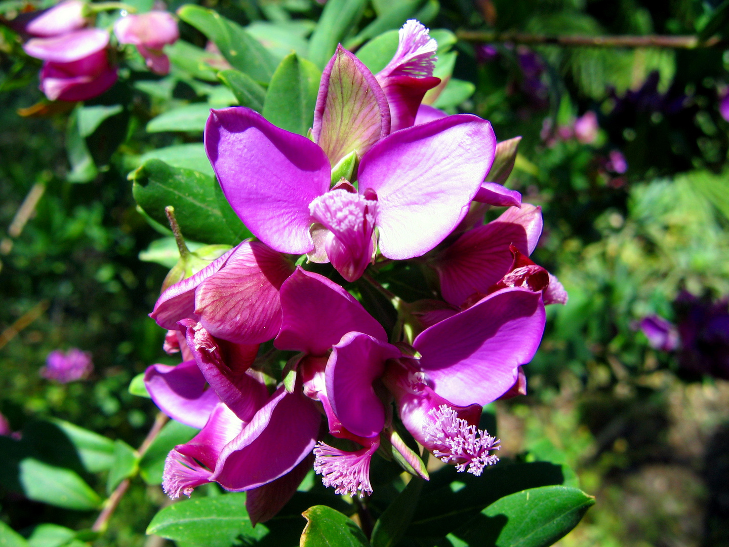 Fleurs-papillon