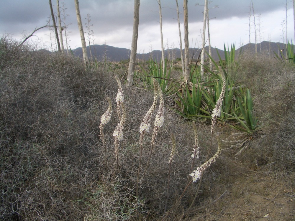 Fleurs parmis les agaves